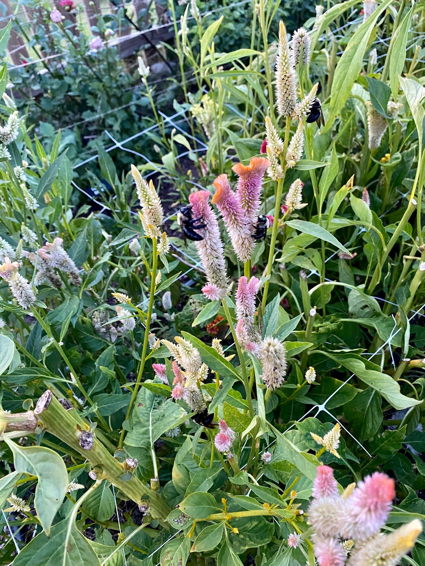 Mixed Celosia