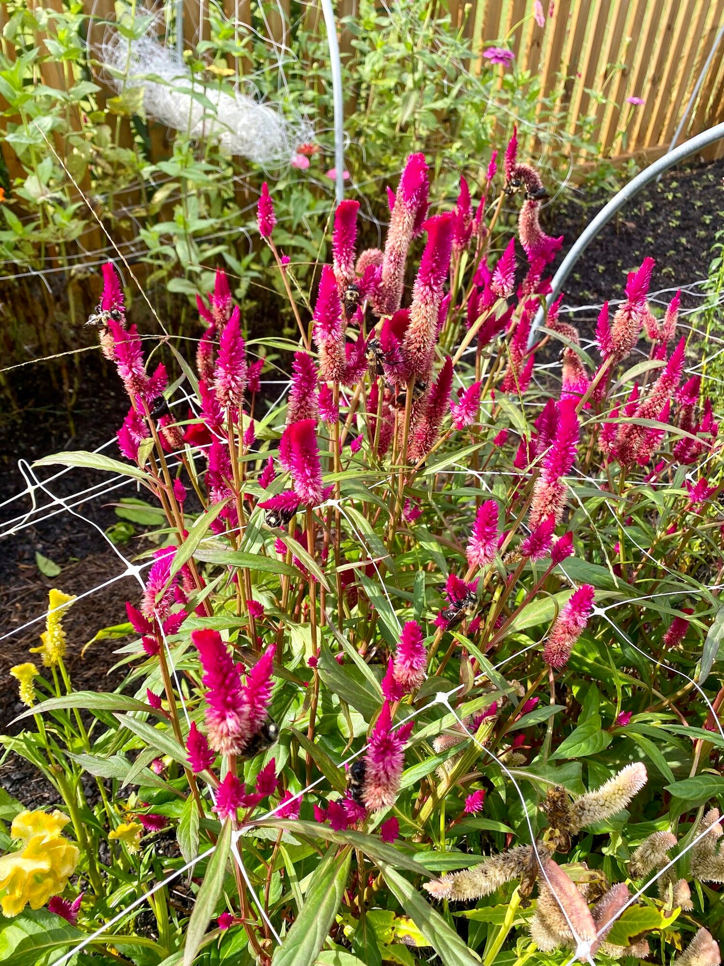 Mixed Celosia