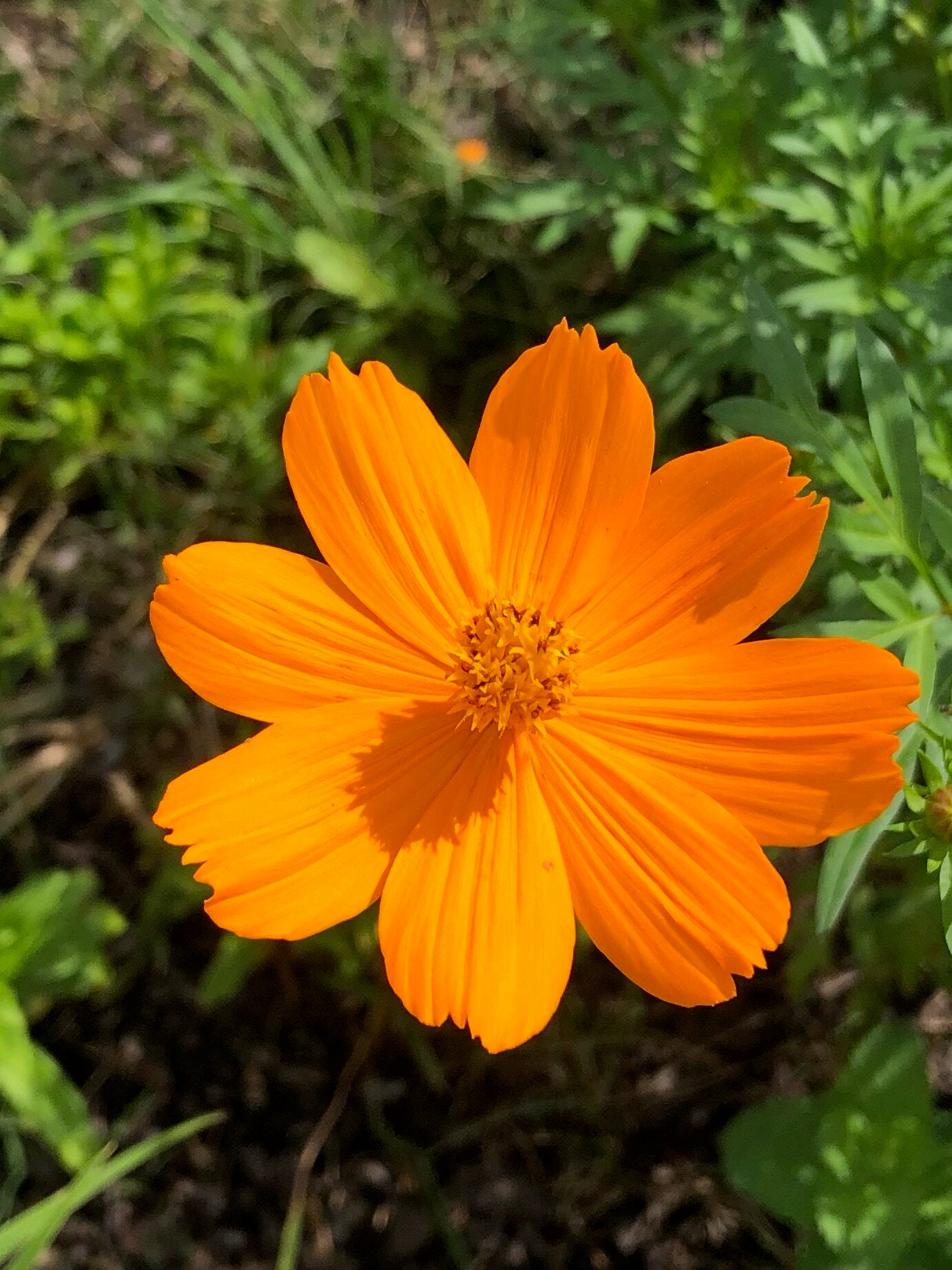 Orange Cosmos