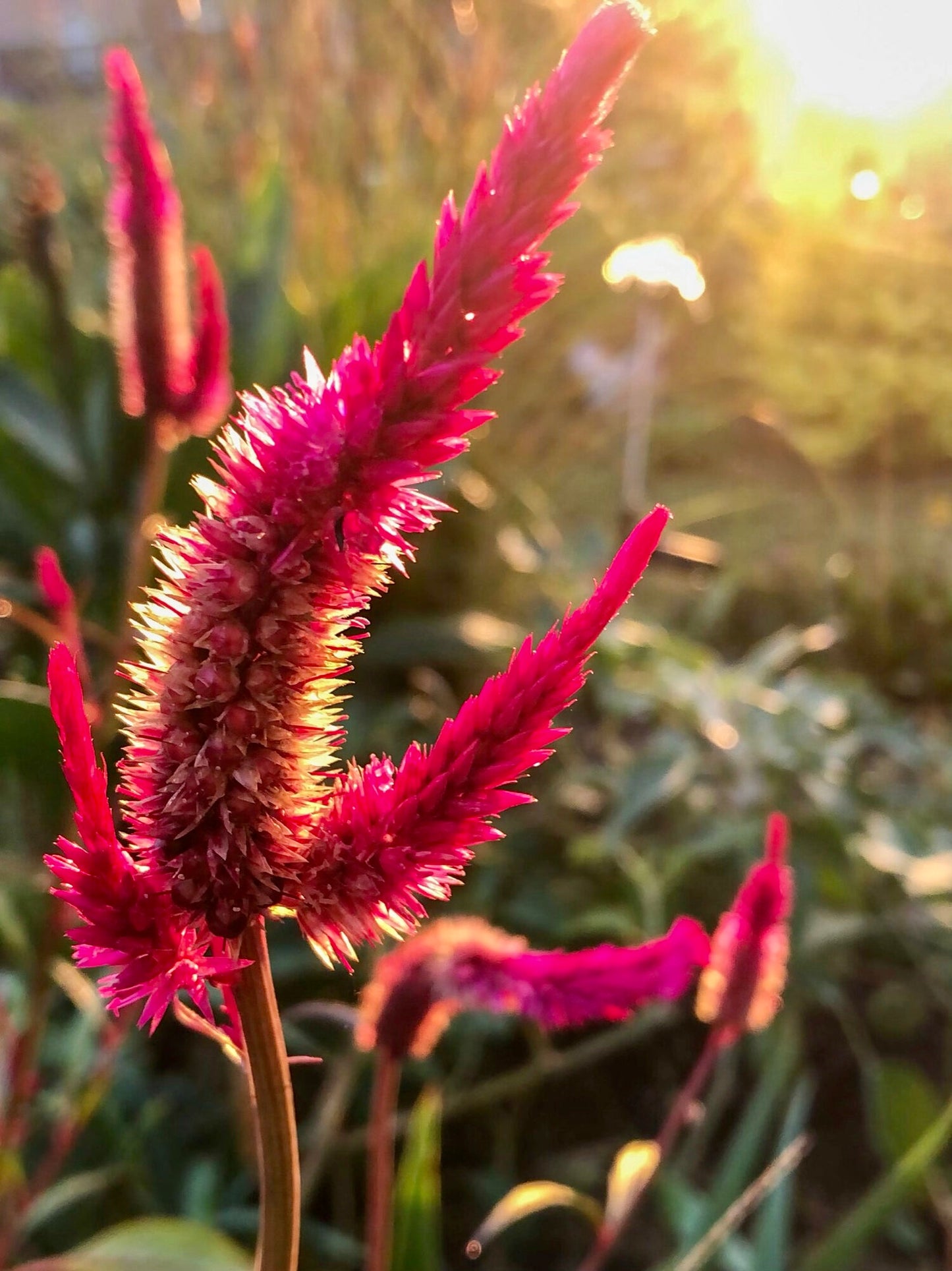 Mixed Celosia