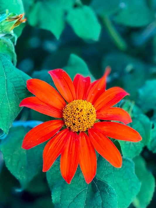 Mexican Sunflowers
